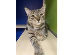 Adopt Sweet Pie a Brown or Chocolate Domestic Shorthair / Domestic Shorthair /