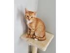 Adopt Cornbread a Orange or Red Domestic Shorthair / Mixed (short coat) cat in