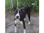 Adopt Noah a Black - with White American Pit Bull Terrier / Mixed dog in