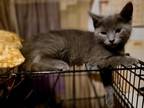 Adopt Mochi a Gray or Blue Domestic Shorthair / Mixed cat in Phillipsburg