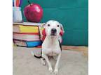 Adopt Angel a White - with Black American Pit Bull Terrier / Mixed dog in