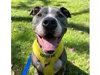 Adopt King a Gray/Blue/Silver/Salt & Pepper Mixed Breed (Large) / Mixed dog in