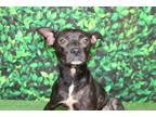 Adopt Vader a Black - with White Terrier (Unknown Type, Medium) / Mixed dog in