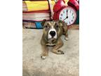 Adopt Nessie a Brown/Chocolate - with White American Pit Bull Terrier / Mixed