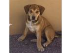 Adopt KELLY a Tan/Yellow/Fawn - with White Beagle / Mixed dog in Oceanside