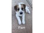 Adopt PAM a White - with Brown or Chocolate Beagle / Mixed dog in Oceanside