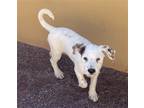 Adopt ANGELA a White Beagle / Mixed dog in Oceanside, CA (39037959)