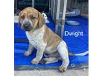 Adopt DWIGHT a Brown/Chocolate - with White Beagle / Mixed dog in Oceanside