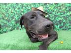 Adopt Berry a Black Great Dane / Mixed dog in Statesboro, GA (39037944)