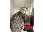 Adopt Sidney a Gray or Blue Domestic Shorthair / Domestic Shorthair / Mixed cat
