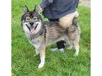 Adopt Max a Husky / Norwegian Elkhound / Mixed dog in Warren, MI (39037823)