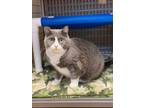 Adopt Pips a Gray or Blue Domestic Shorthair / Domestic Shorthair / Mixed cat in