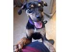 Adopt Indy a Rottweiler / Mixed dog in Benton, AR (39016355)