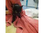 Adopt Ebon 5/5 a Domestic Shorthair / Mixed (short coat) cat in Detroit