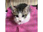 Adopt Dave aka Rambo BG a Gray or Blue Domestic Shorthair / Mixed cat in
