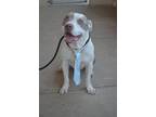 Adopt Chancelor a American Pit Bull Terrier / Mixed dog in McKinney