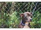 Adopt Baxter a Black - with White American Pit Bull Terrier / Mixed Breed