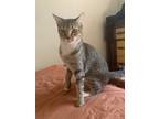 Adopt Velma a Gray or Blue (Mostly) Tabby / Mixed (short coat) cat in