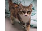 Adopt Lady Macbeth a Domestic Mediumhair / Mixed (short coat) cat in