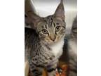 Adopt Sake a Domestic Shorthair / Mixed (short coat) cat in Fayetteville