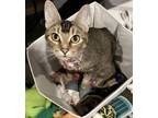 Adopt Daphne a Brown Tabby Domestic Shorthair (short coat) cat in Muskego