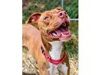 Adopt Jacki a Red/Golden/Orange/Chestnut Boxer / American Pit Bull Terrier /