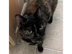 Adopt Arielle a Tortoiseshell Domestic Shorthair / Mixed cat in Laurel