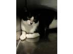 Adopt Truffle a Domestic Shorthair / Mixed (short coat) cat in Rockport