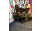 Adopt Captain Holt a All Black Domestic Mediumhair / Mixed cat in Wichita
