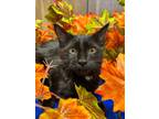 Adopt Rosemary a Domestic Mediumhair / Mixed (long coat) cat in Park City