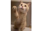 Adopt Jaq a Domestic Shorthair / Mixed (short coat) cat in Fremont