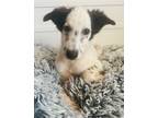 Adopt Kani a Mixed Breed (Medium) / Mixed dog in San Diego, CA (39037265)