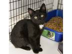Adopt Bond a Domestic Shorthair / Mixed (short coat) cat in Ewing, NJ (39007789)