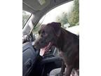 Adopt Mason a Black Labrador Retriever / Mixed dog in Greenville, KY (39037237)