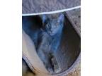 Adopt Steel a Gray or Blue Domestic Longhair / Mixed (long coat) cat in Cortez