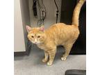 Adopt Dan a Domestic Shorthair / Mixed cat in Sheboygan, WI (39035782)