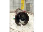 Adopt Skechers a American / Mixed rabbit in Victoria, BC (39035596)