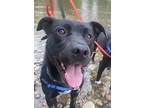 Adopt Rex a Pit Bull Terrier / Labrador Retriever / Mixed dog in Castlegar