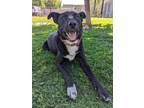 Adopt Koby a Labrador Retriever / Pit Bull Terrier / Mixed dog in Castlegar
