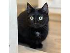 Adopt Whiskey a All Black Domestic Mediumhair / Mixed cat in St.
