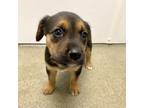 Adopt Carnala a Hound (Unknown Type) / Terrier (Unknown Type