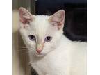 Adopt Flame a Domestic Shorthair / Mixed cat in Fayetteville, AR (39003124)