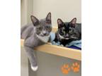Adopt Erica a Domestic Shorthair / Mixed cat in Novato, CA (39011805)