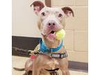 Adopt Cayde a American Pit Bull Terrier / Mixed dog in San Diego, CA (38951483)