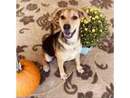 Adopt Spring Roll a Black Beagle / Mixed dog in Huntsville, AL (39036834)