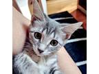 Adopt Cheryl a Gray or Blue Domestic Shorthair / Mixed cat in Huntsville