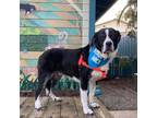 Adopt Buddy Collie a Border Collie / Labrador Retriever / Mixed dog in Pacific
