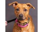 Adopt Mina a Mixed Breed (Medium) / Mixed dog in Washington Township