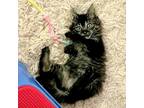 Adopt Rocky a Domestic Mediumhair / Mixed cat in Pleasant Hill, CA (38930739)