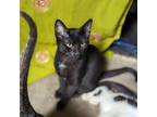 Adopt Sable a Domestic Shorthair / Mixed cat in Fayetteville, AR (39012953)